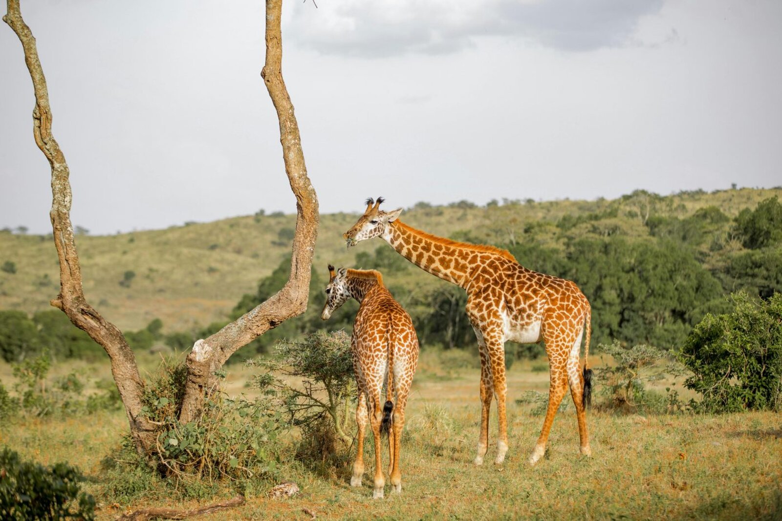 Giraffe silhouetted at dusk in the Serengeti
