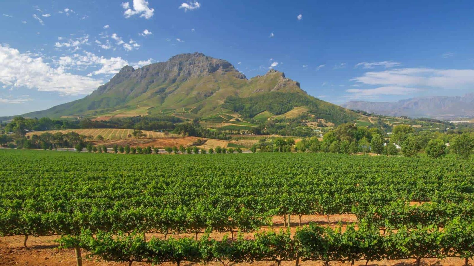 Cape Winelands vineyards below the mountains on a luxury South Africa safari and wine journey