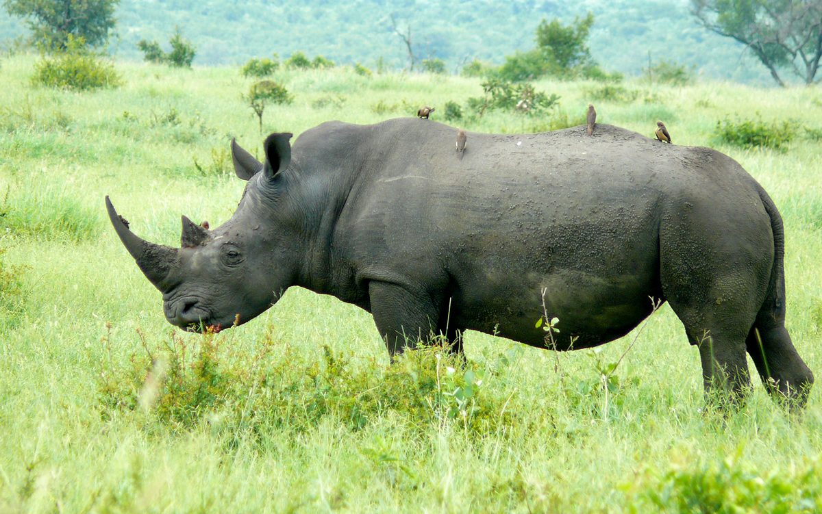 A white rhinoceros in a South African game reserve — conservation-funded luxury safari
