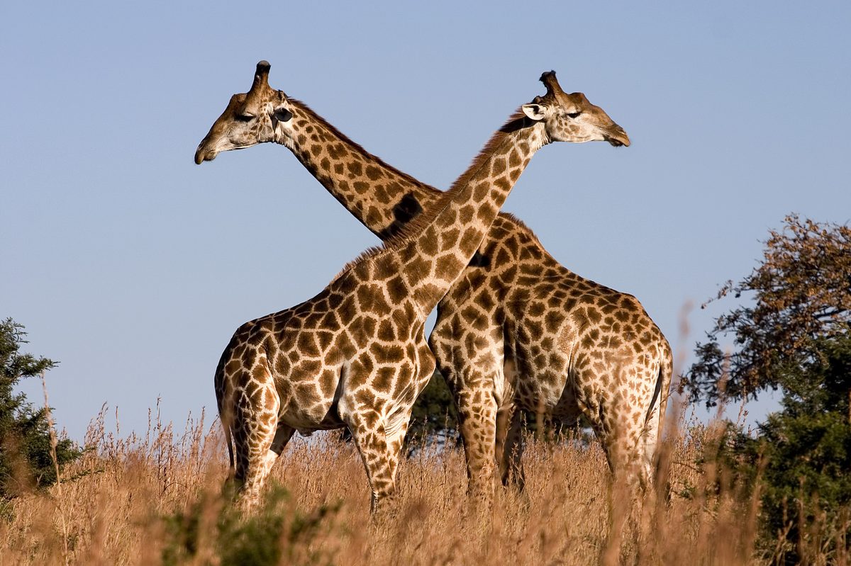 Giraffe in golden light — photography safari experience in South Africa