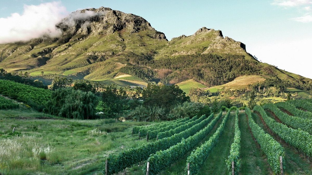 A Stellenbosch wine estate with vineyards rolling toward the mountains