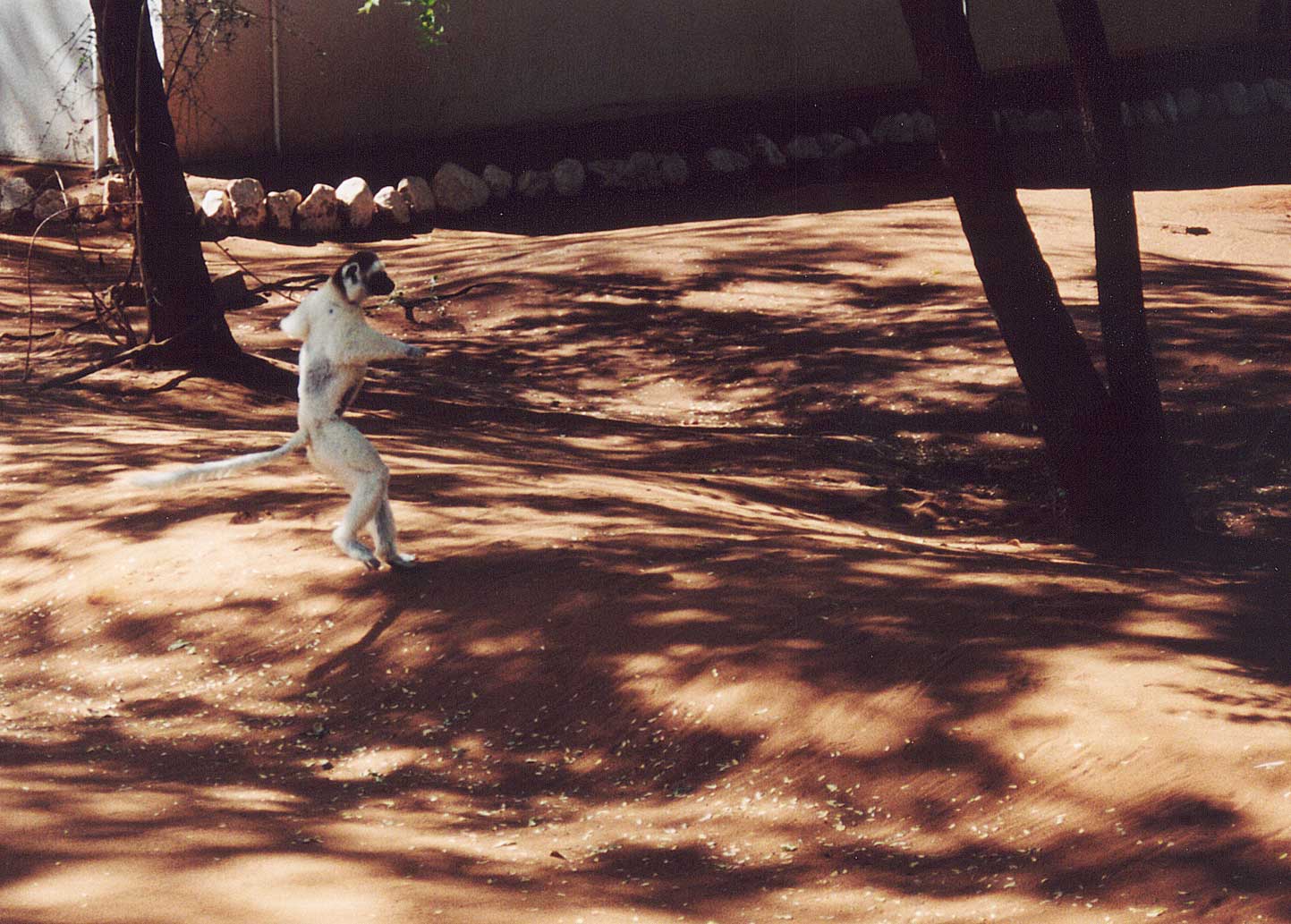 A Verreaux's sifaka leaping across open ground in southern Madagascar
