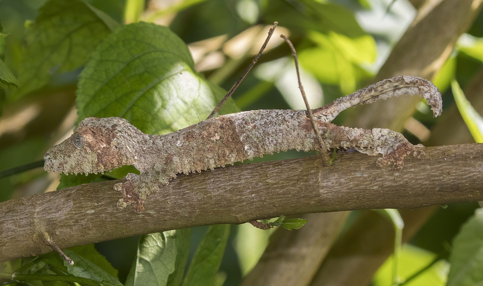 A camouflaged leaf-tailed gecko on a mossy branch in a Madagascar rainforest