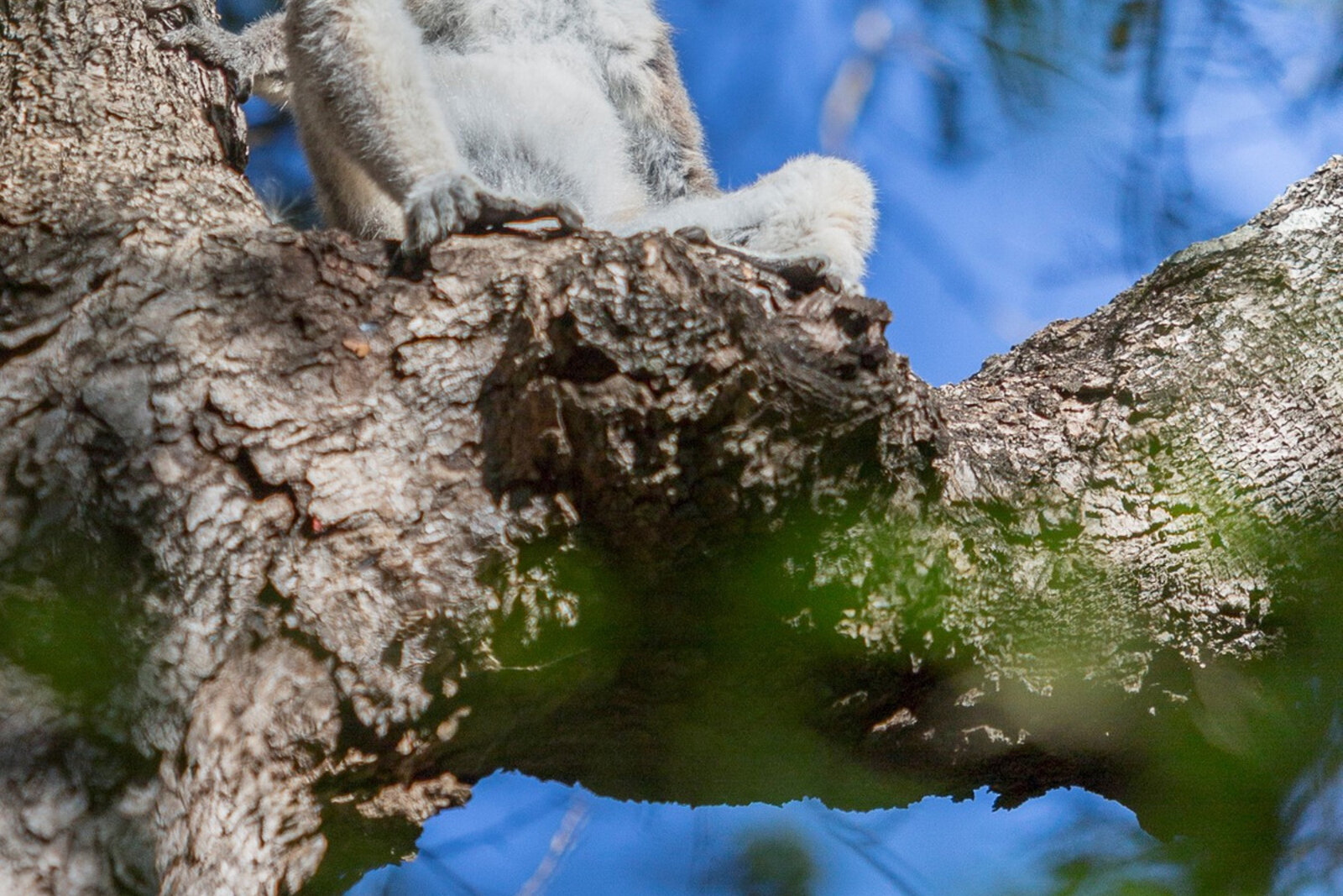 A troop of ring-tailed lemurs sunbathing together in southern Madagascar