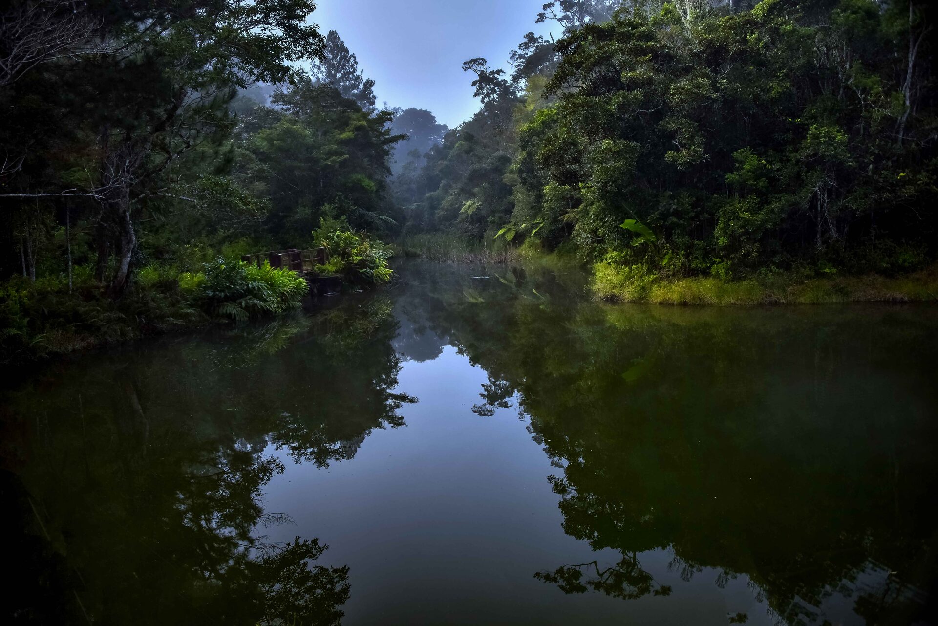 Misty rainforest canopy in Andasibe-Mantadia National Park