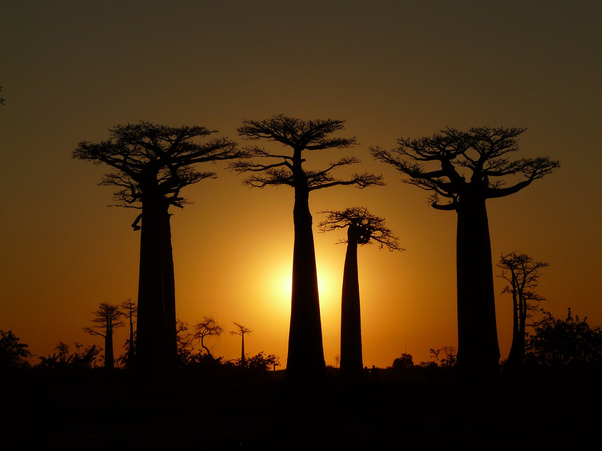 Avenue of the Baobabs at sunset near Morondava