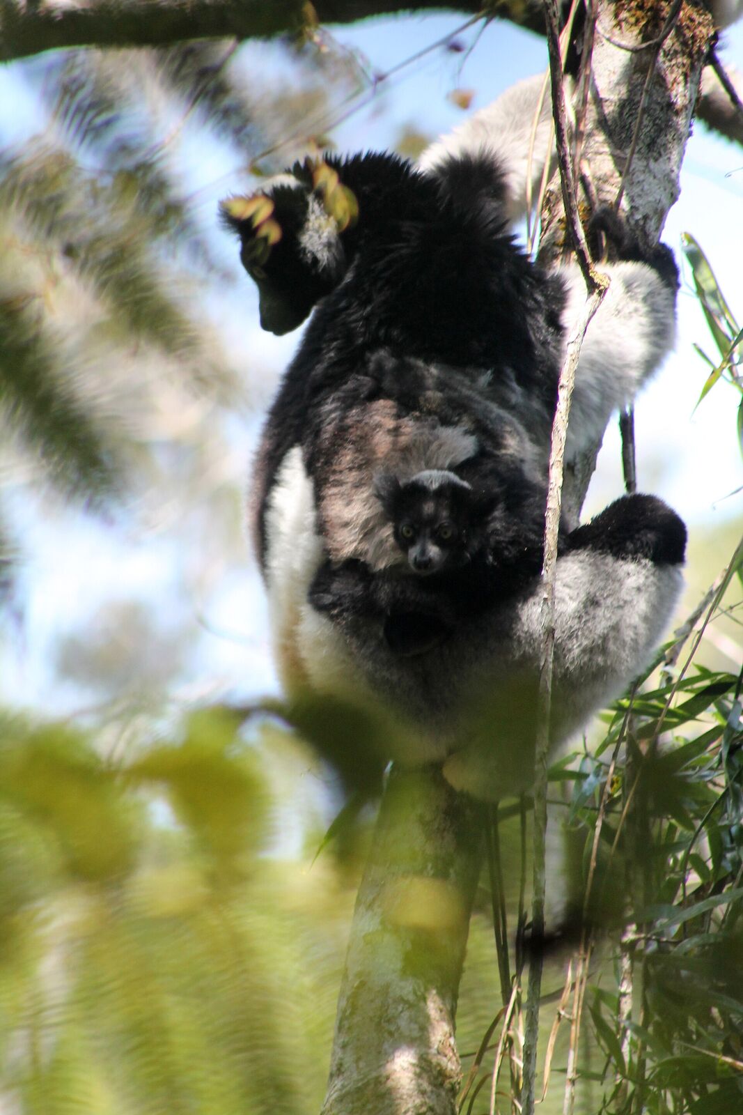 Indri lemur in the Andasibe rainforest canopy