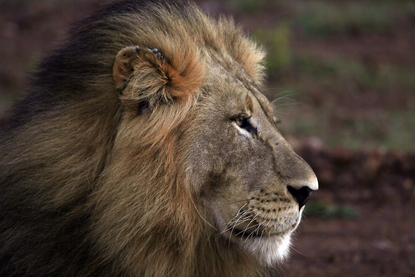 Madikwe Luxury Big Five Fly-In Safari