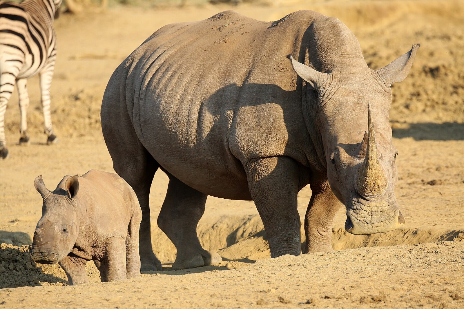 Rhino in Madikwe Game Reserve
