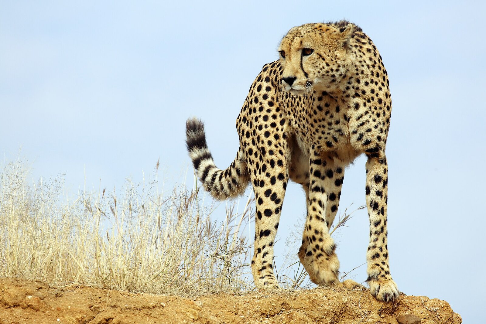 Cheetah on the open plains of Madikwe