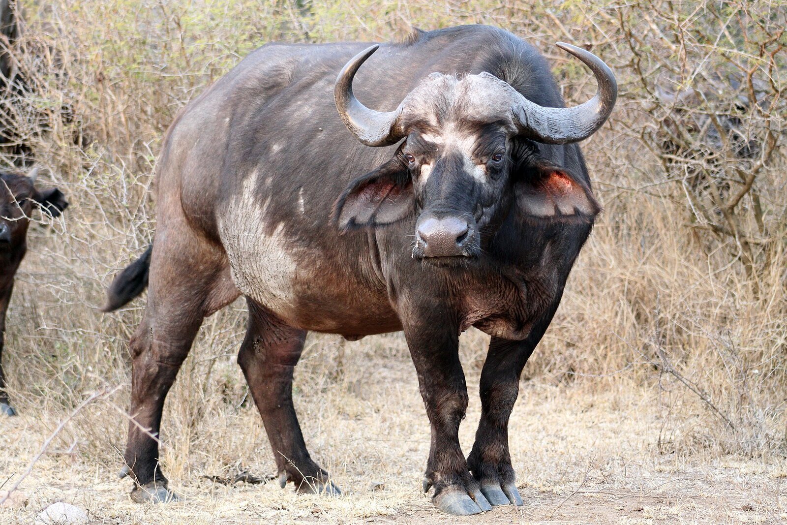 Cape buffalo in Madikwe Game Reserve