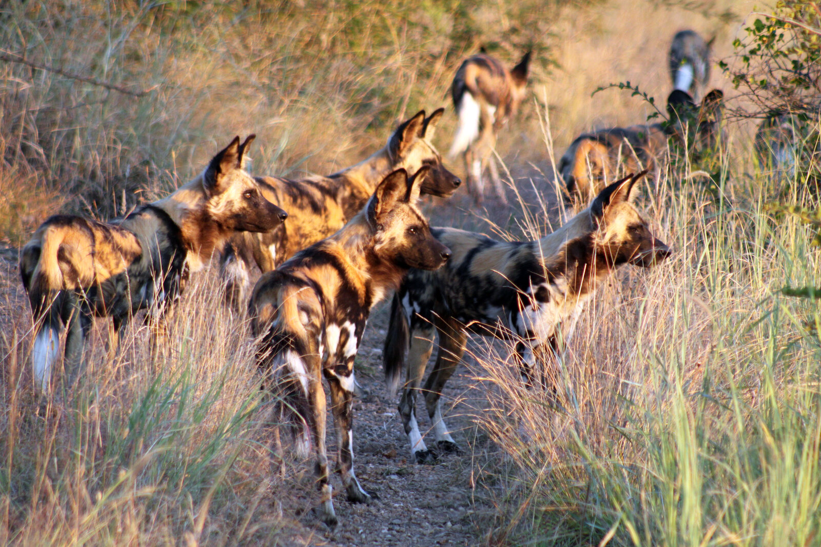 Pack of endangered African wild dogs in Madikwe Game Reserve