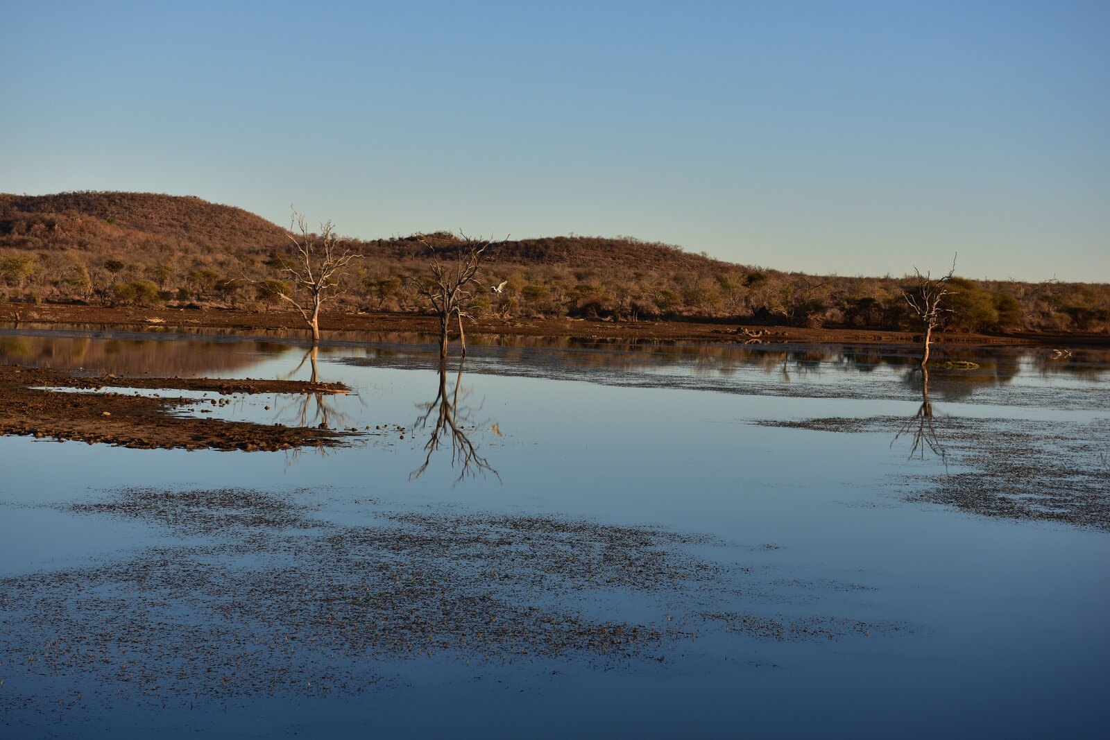 Silhouetted trees reflected in a Madikwe waterhole at dusk