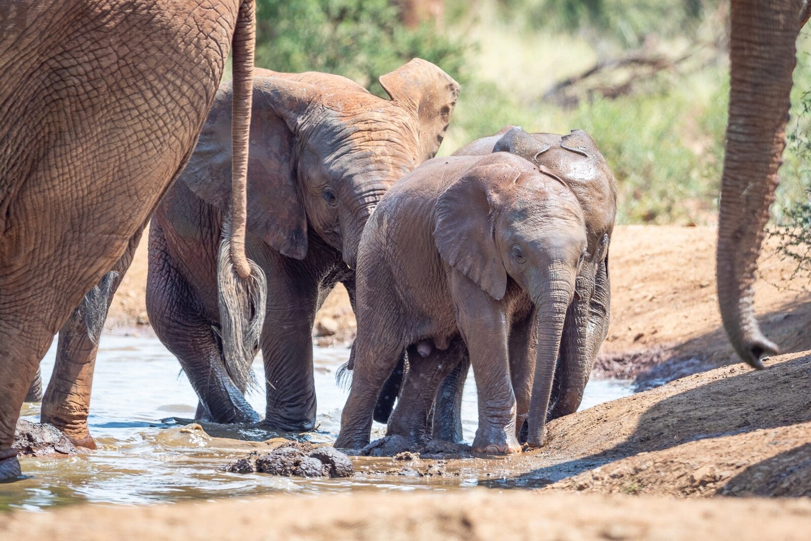 Elephants at the pool at Madikwe Safari Lodge