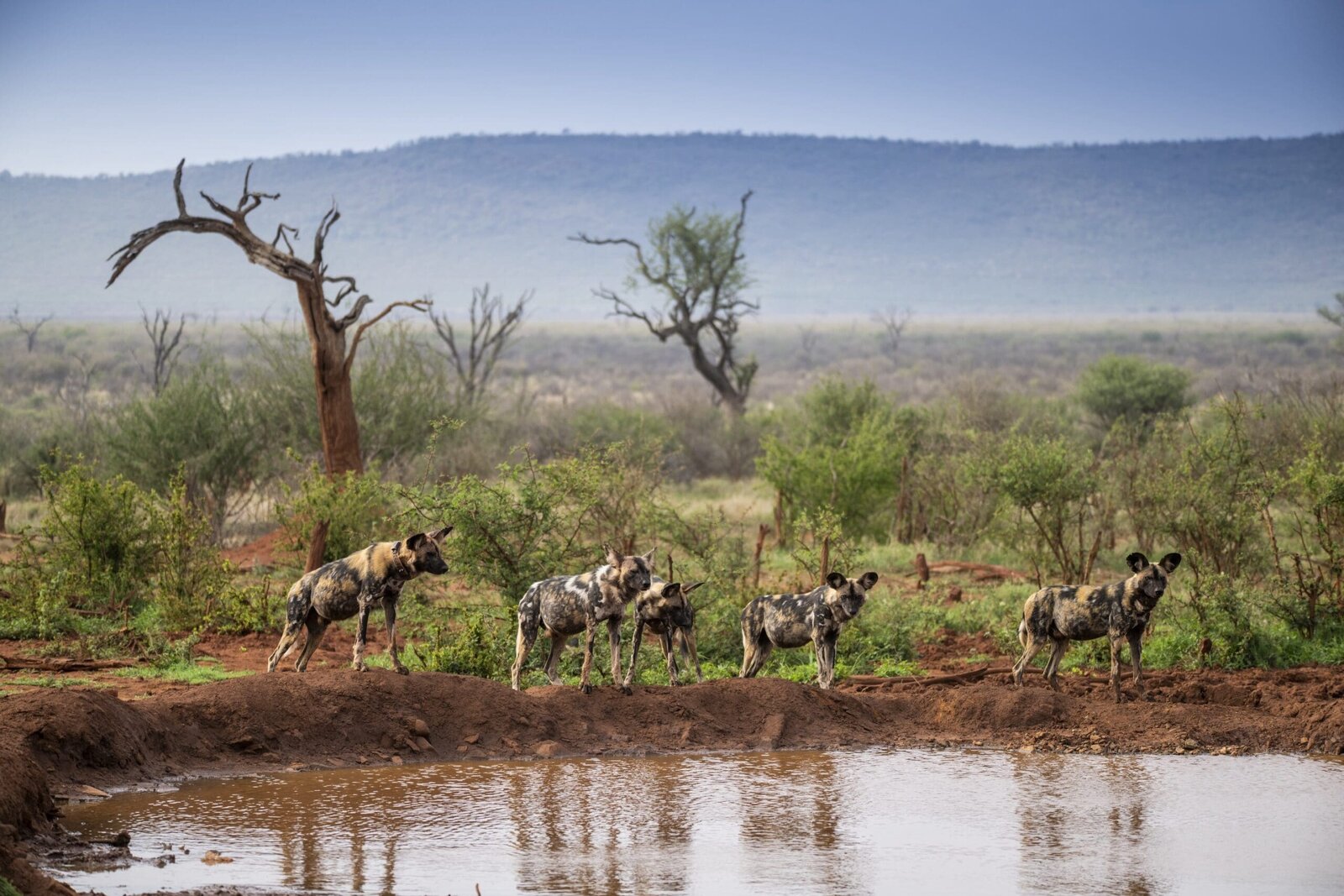African wild dogs at a waterhole in Madikwe Game Reserve, South Africa