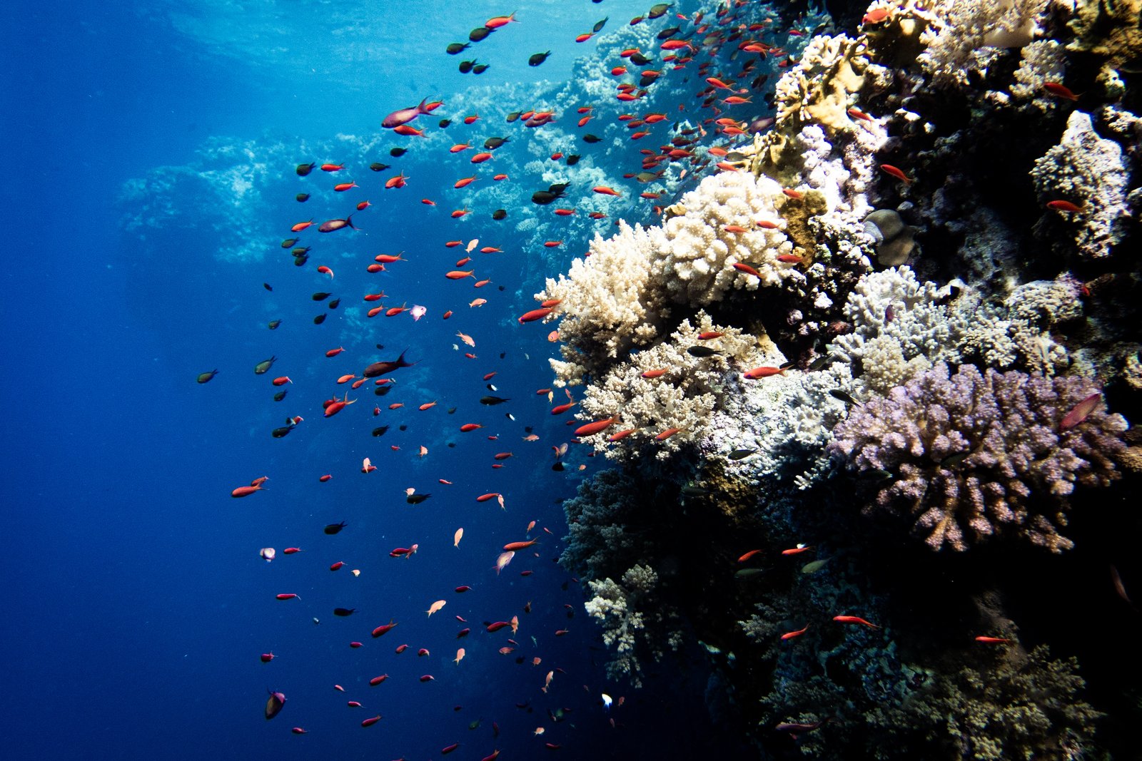 A coral drop-off crowded with anthias and hard corals in warm Indian Ocean water