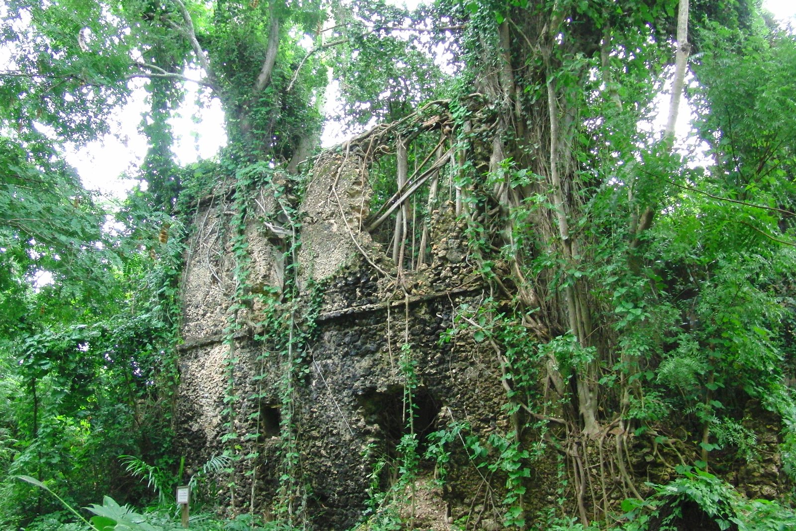 Coral-stone ruins wrapped in fig roots on Chole Island in the Mafia archipelago