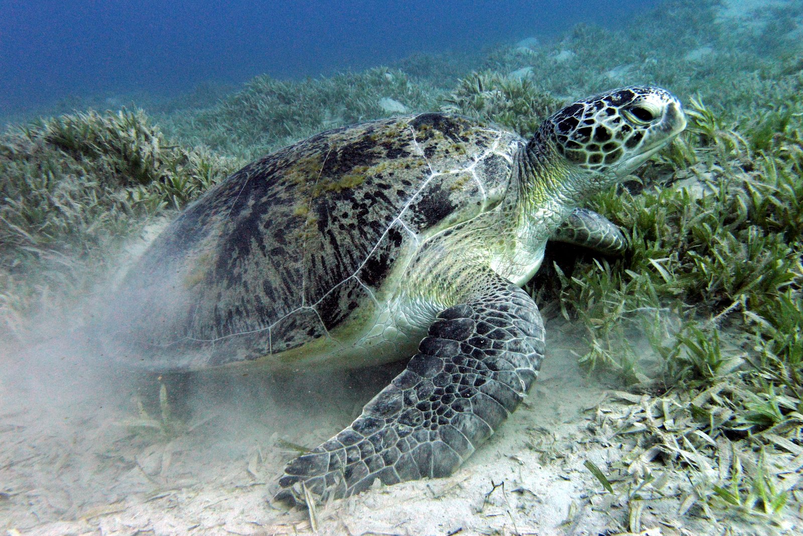 A green sea turtle grazing on a seagrass bed