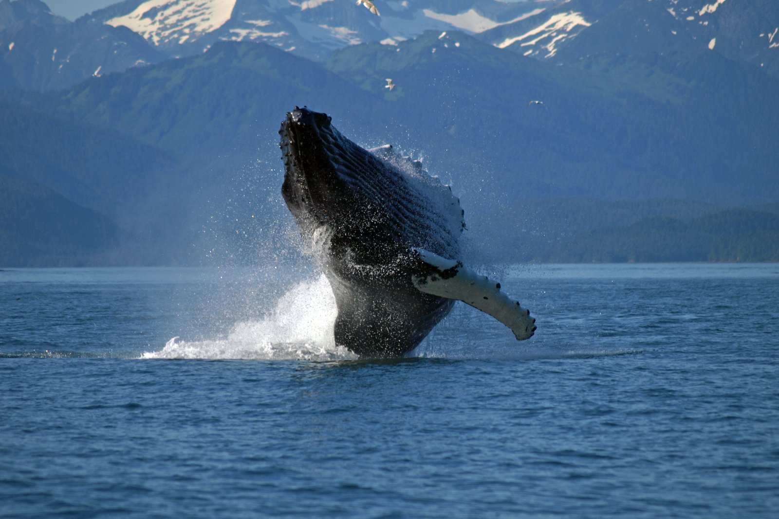 A humpback whale breaching off a tropical coast