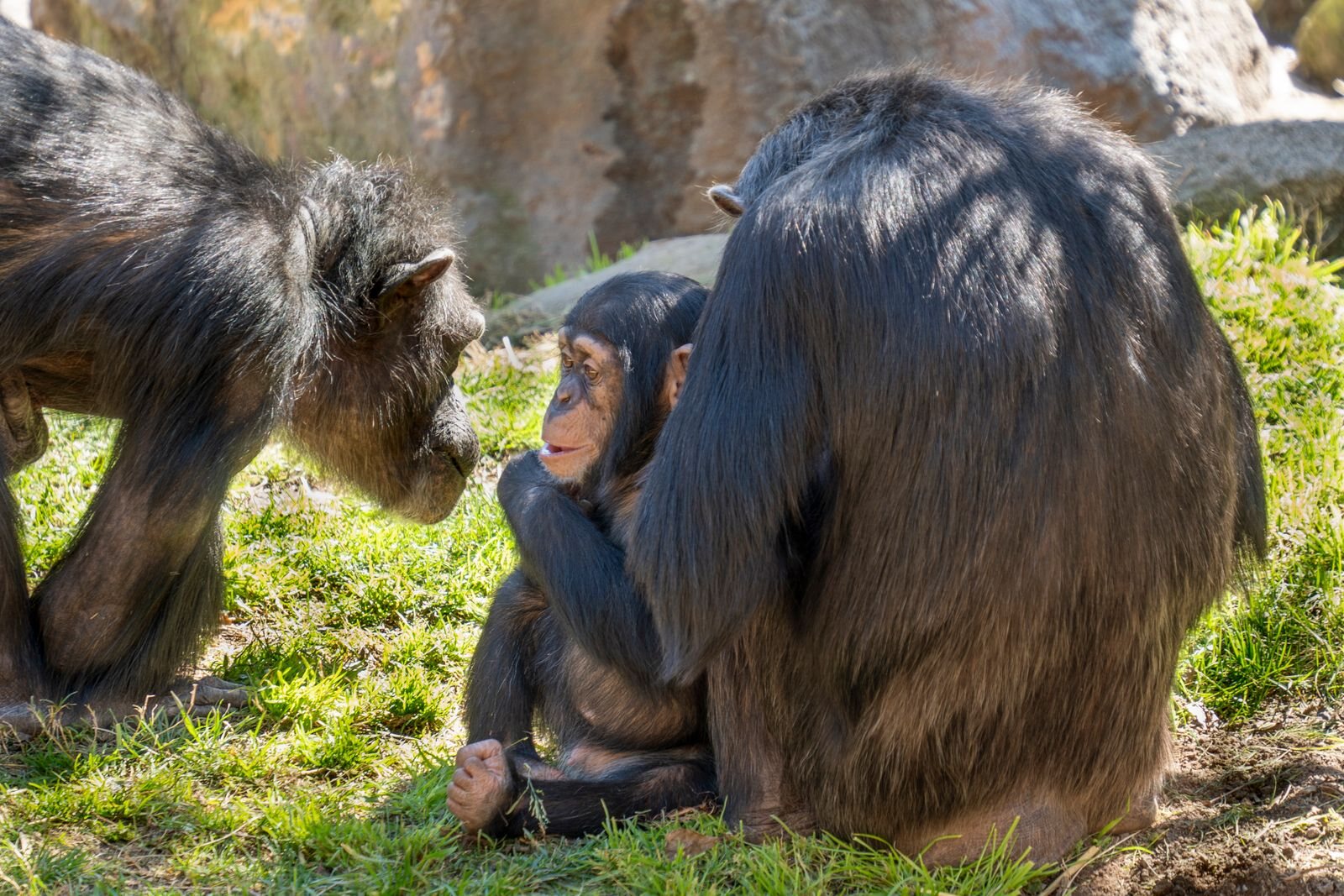 Chimpanzees grooming in Mahale Mountains