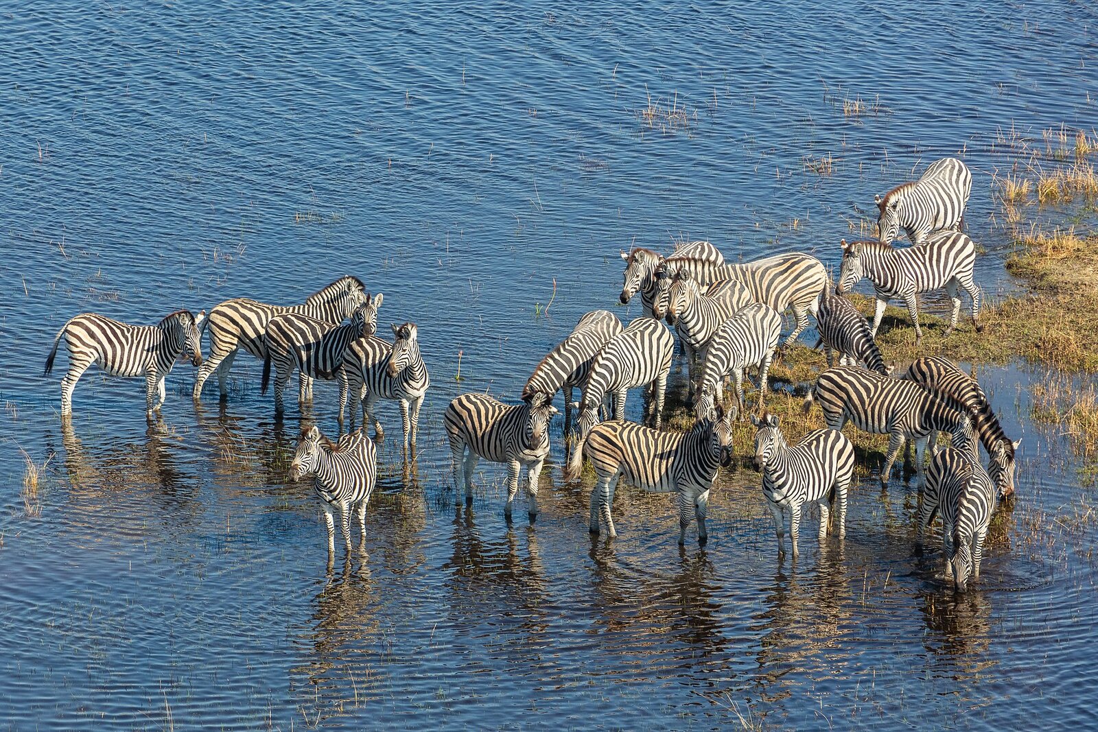 Zebra migration — 15,000 strong from the Okavango Delta Dec–Mar