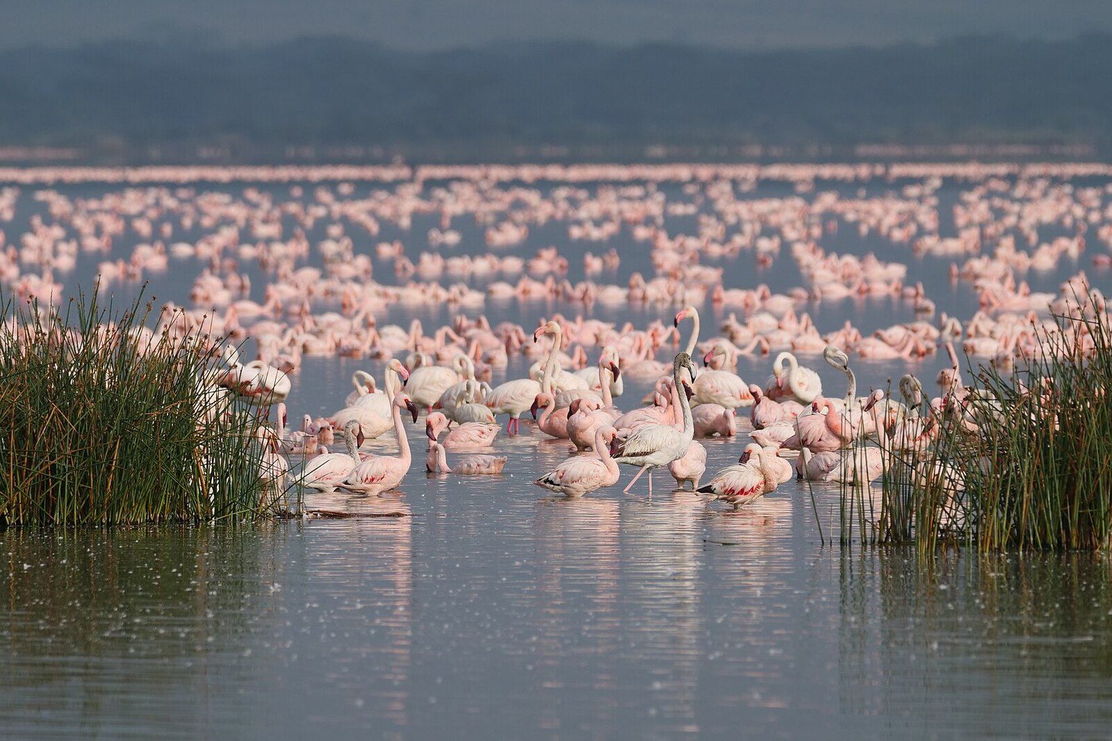 Flamingo breeding colony on Sua Pan — tens of thousands after good rains