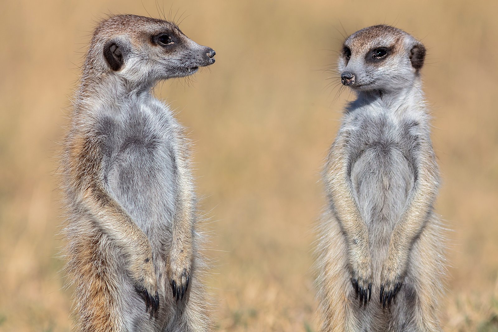 Habituated meerkats standing sentry — one of Africa’s most charming encounters