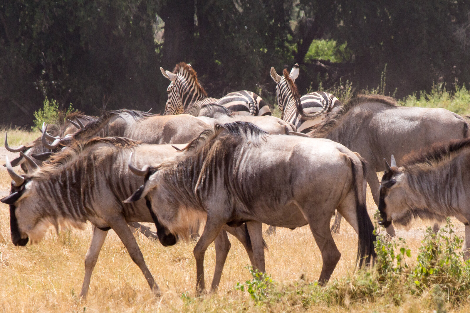 Migration herds with predators in pursuit — Africa’s second-largest migration