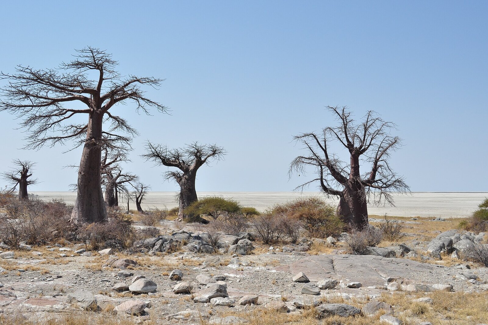 Kubu Island baobabs — ancient granite outcrop ringed by fossil beaches
