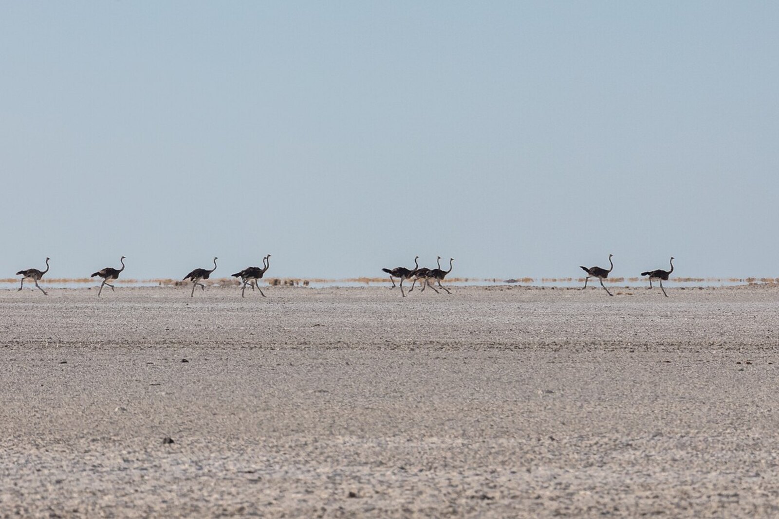 Ostriches on the white pan — wildlife adapted to Earth’s largest salt flats