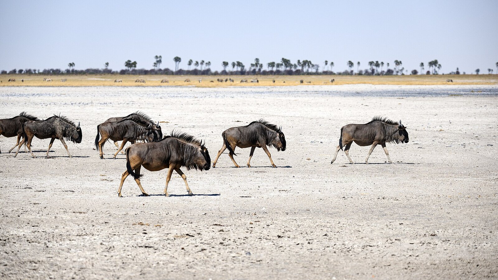 Wildebeest crossing the vast white salt plains of the Makgadikgadi