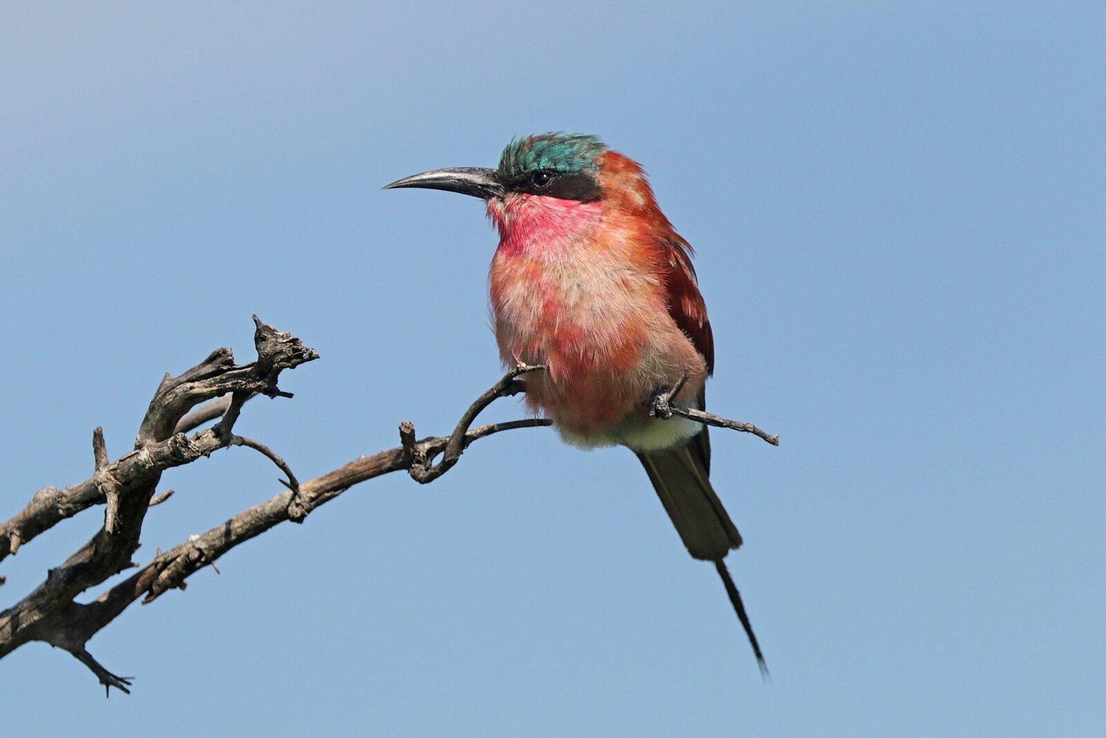Southern carmine bee-eater, a signature bird of the Pafuri region