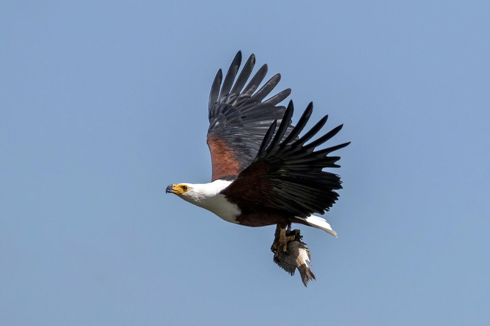 African fish eagle perched above the Luvuvhu River in the Makuleke Wilderness