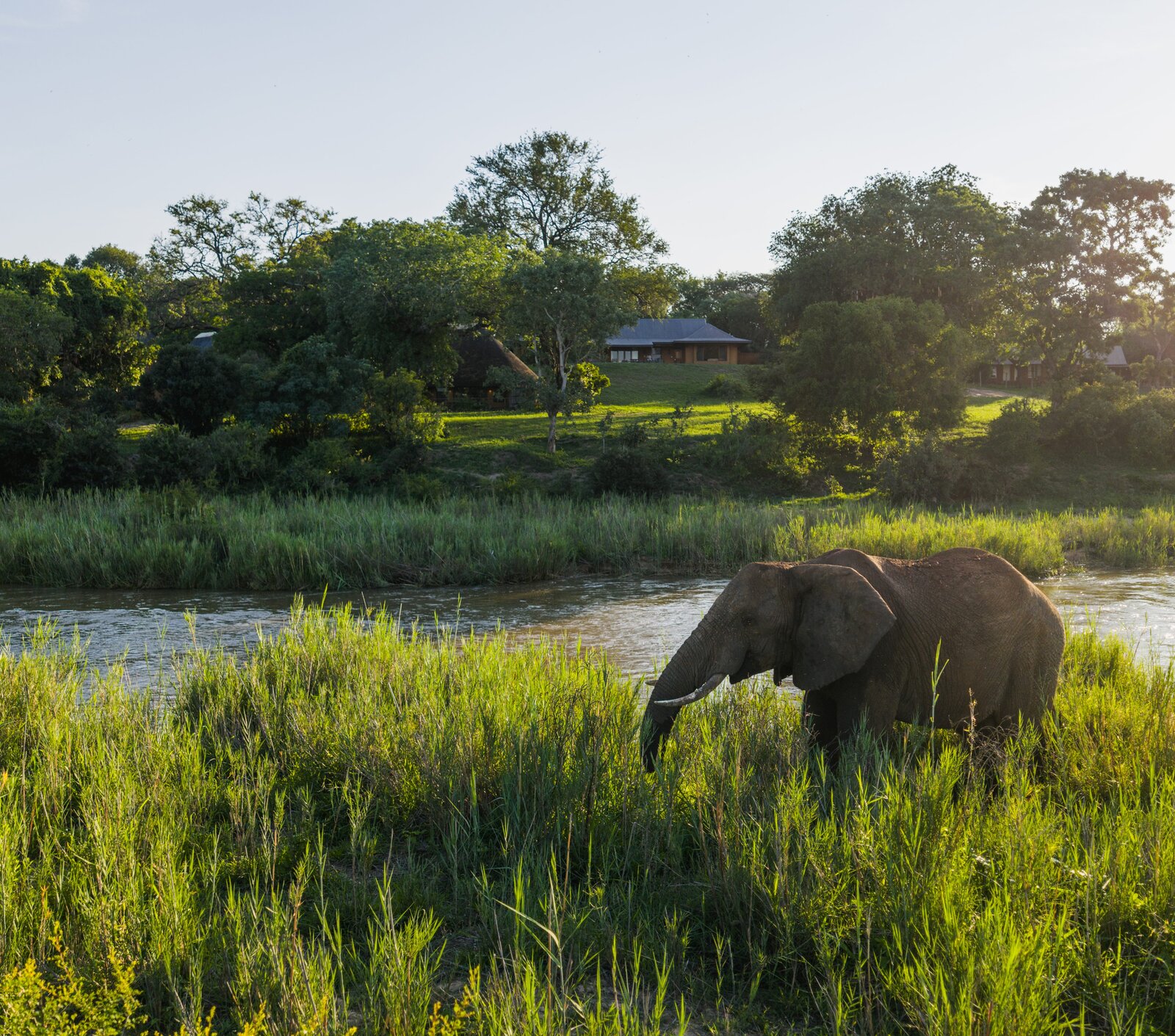 An elephant drinking at the Sand River in golden light at MalaMala Game Reserve