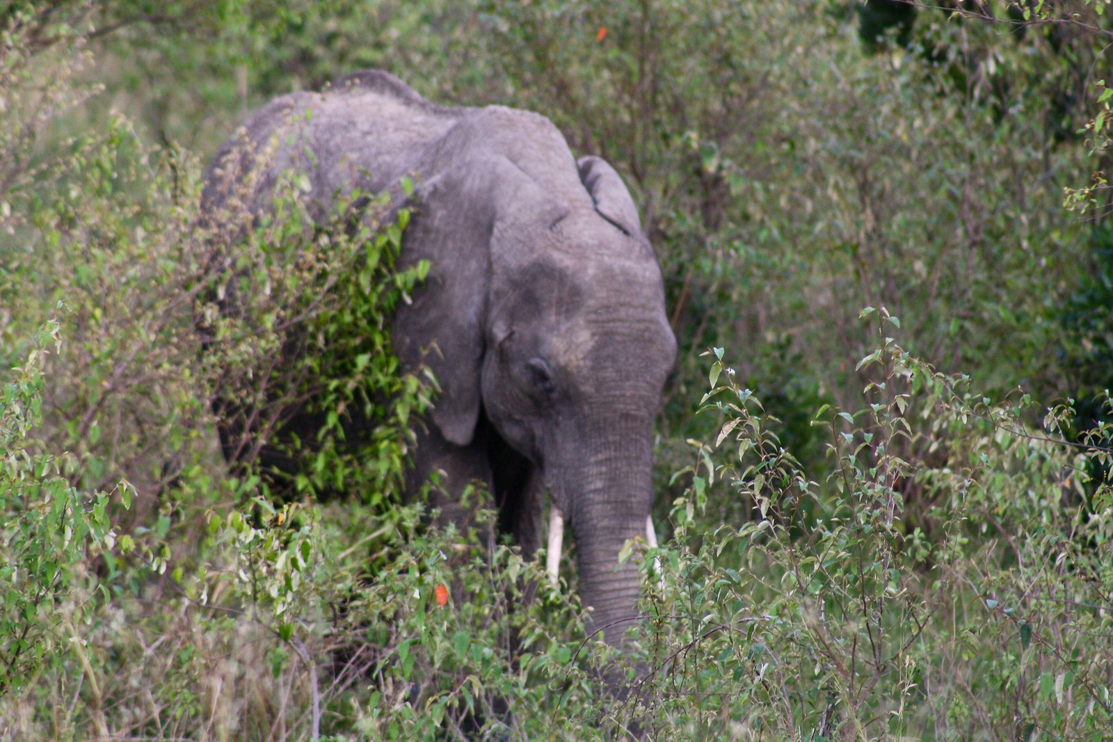An elephant in a malaria-free Big Five reserve in KwaZulu-Natal