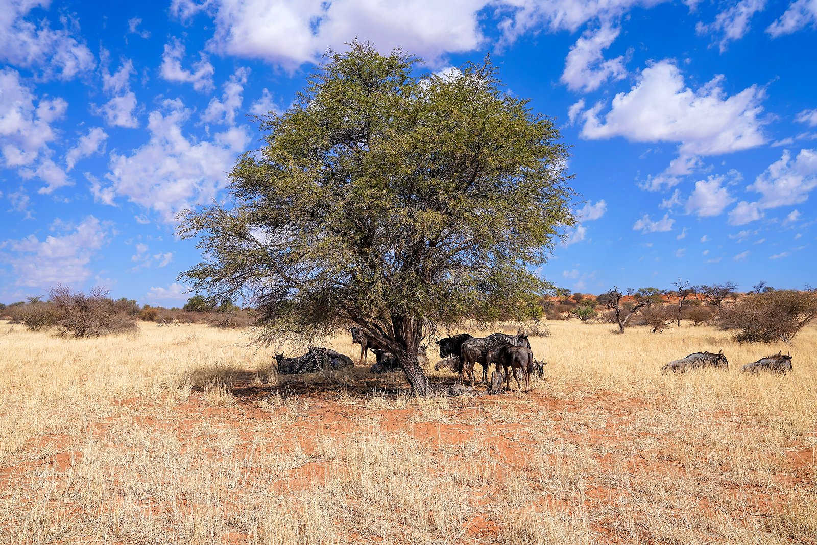 A wildebeest beneath an acacia tree in a KwaZulu-Natal reserve