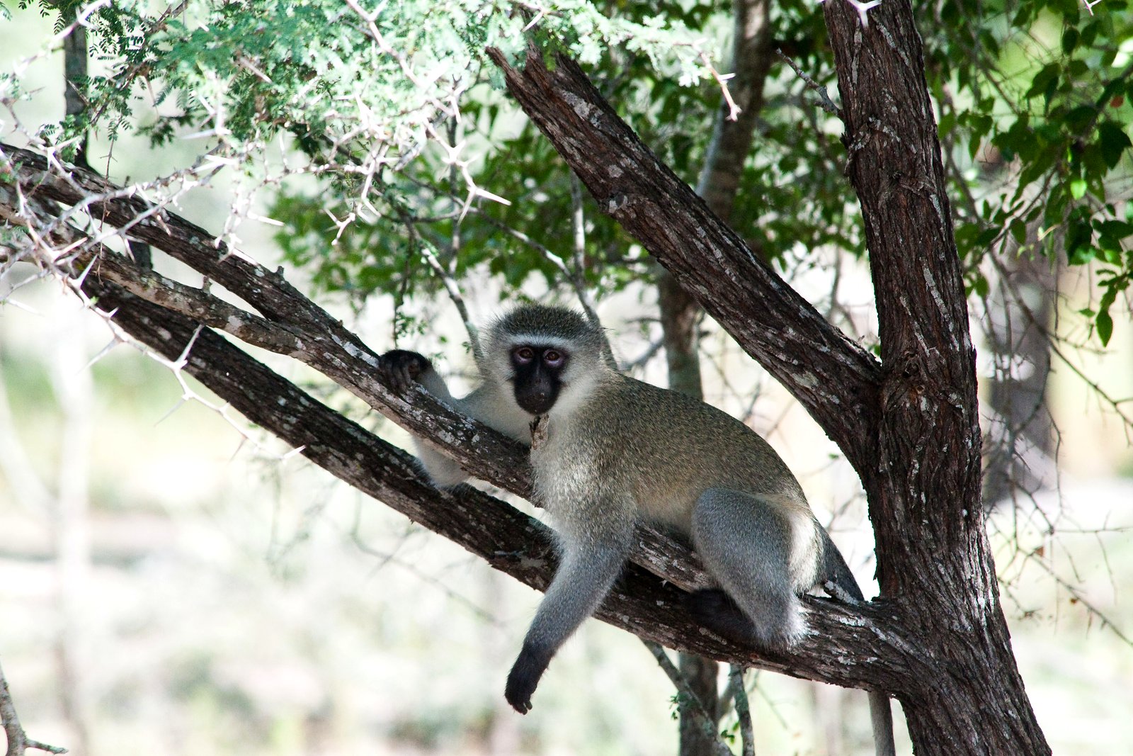 A vervet monkey in a tree in a KwaZulu-Natal reserve