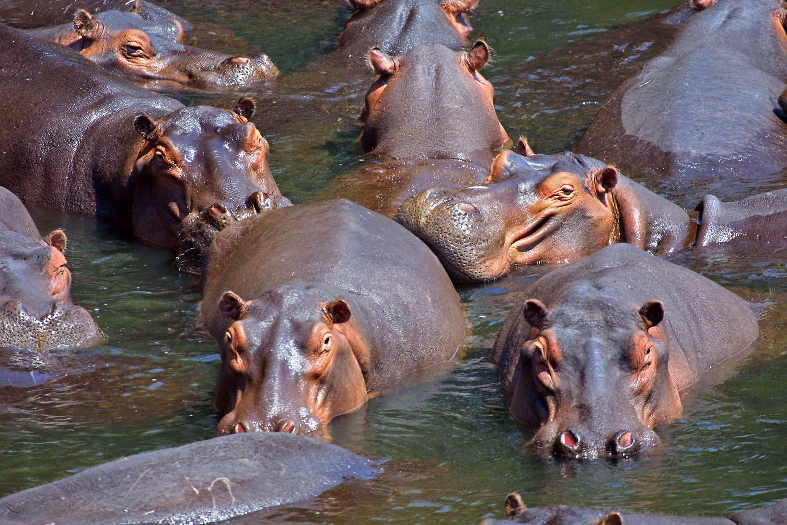 A pod of hippos in a KwaZulu-Natal reserve