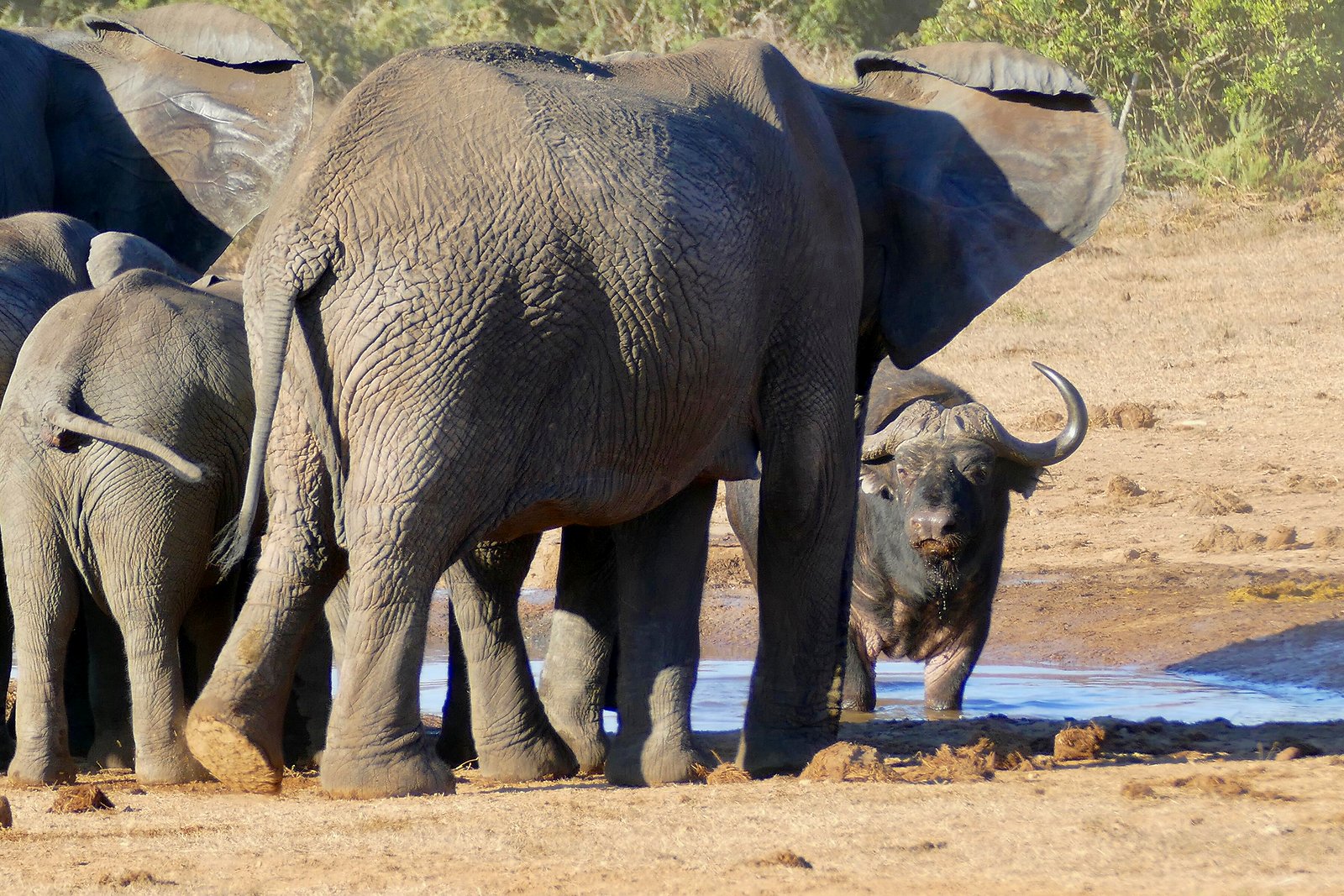 Elephants and buffalo gathered at a waterhole in a KwaZulu-Natal reserve