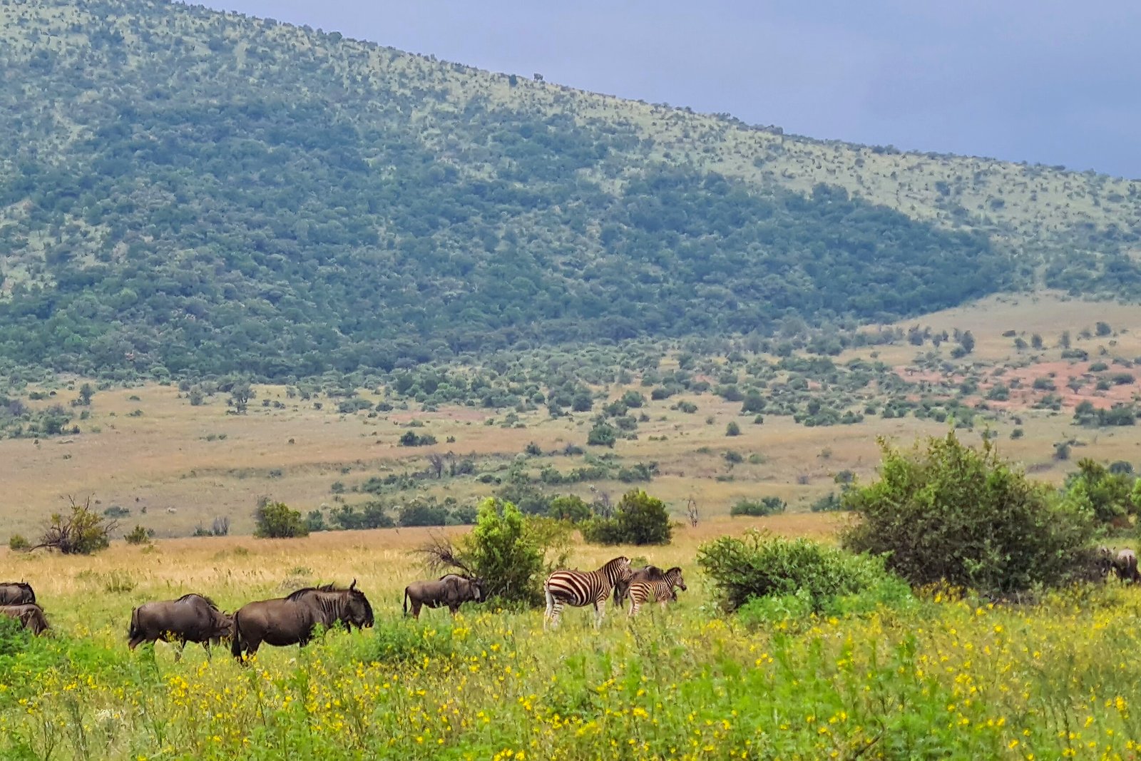 Zebra and wildebeest on a grassy hillside in a KwaZulu-Natal reserve
