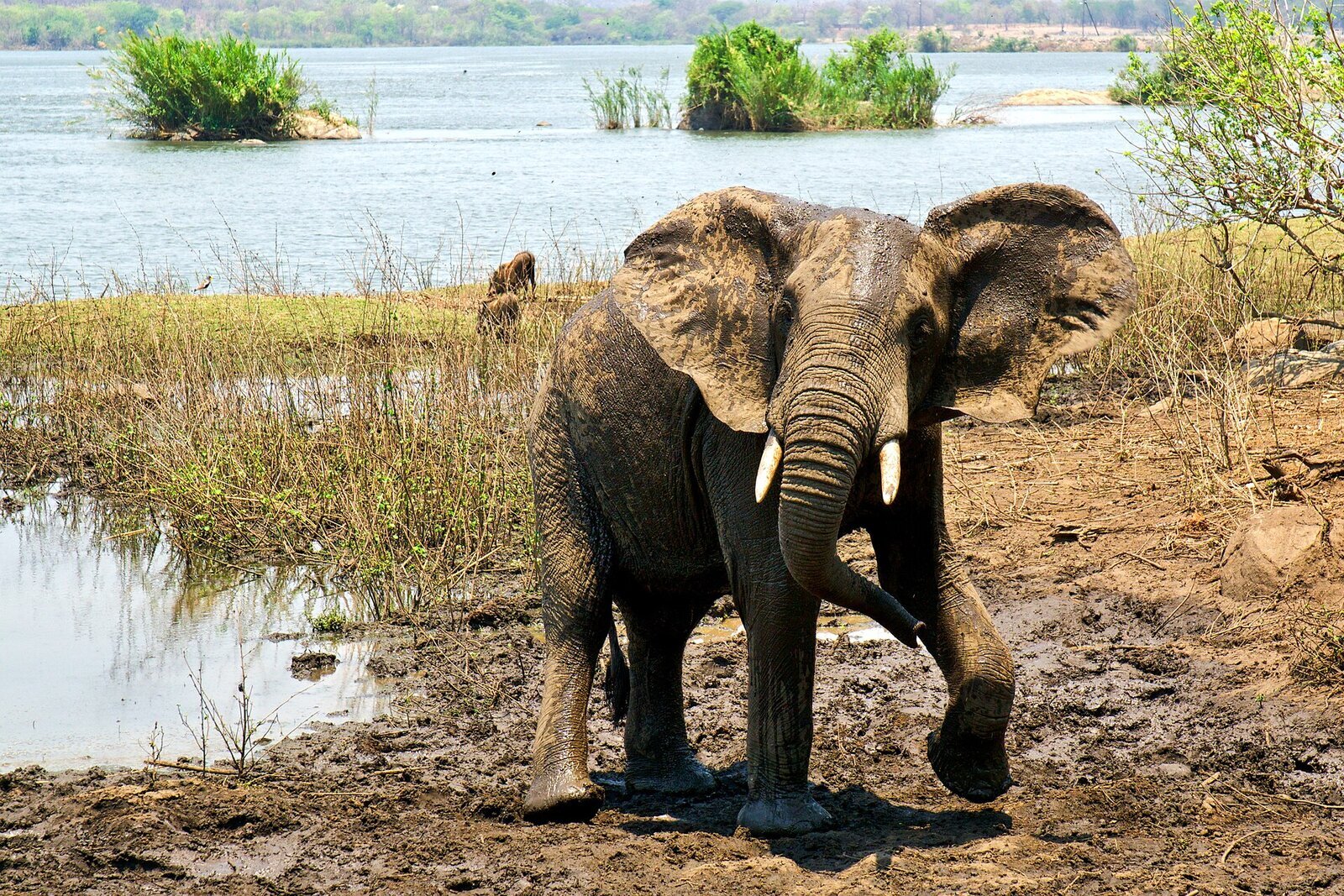 An elephant at the water's edge of the Shire River in Liwonde National Park