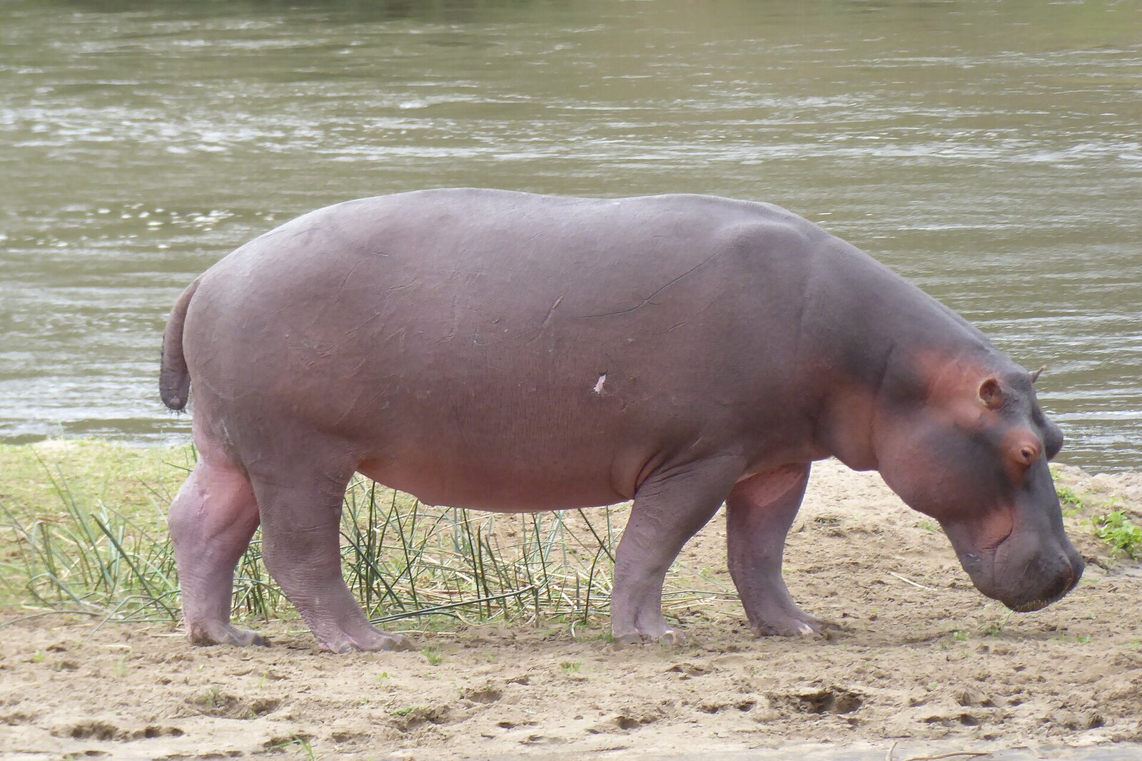 A hippo on the bank of the Shire River, Malawi