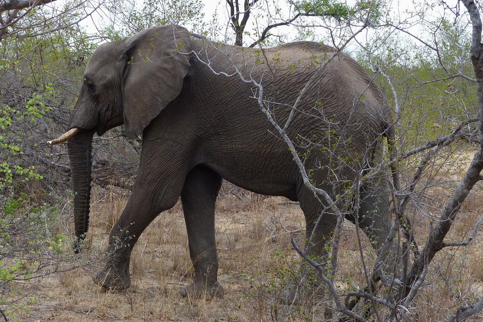 A herd of elephants in Liwonde National Park, Malawi