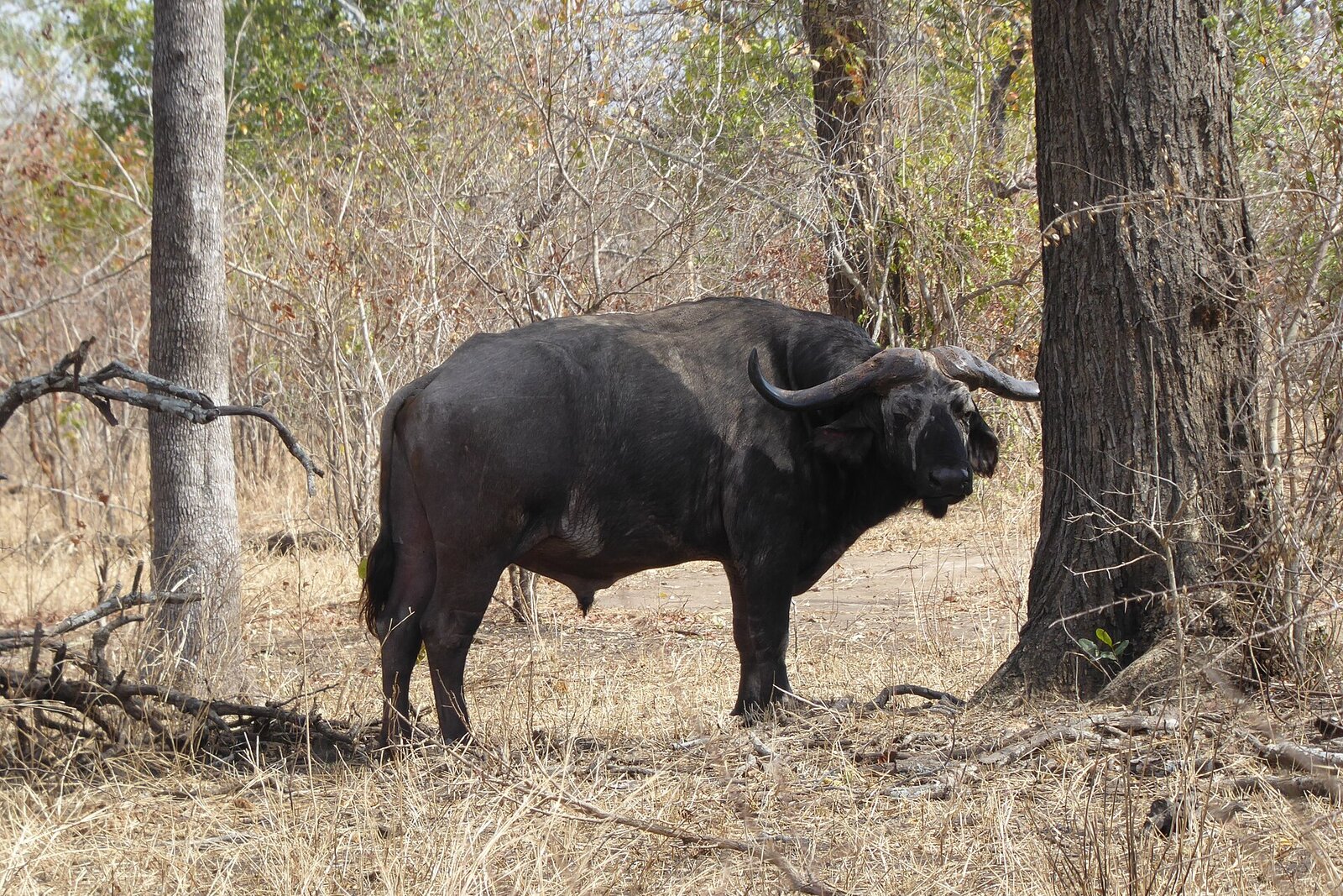 A buffalo in the miombo woodland of Majete Wildlife Reserve
