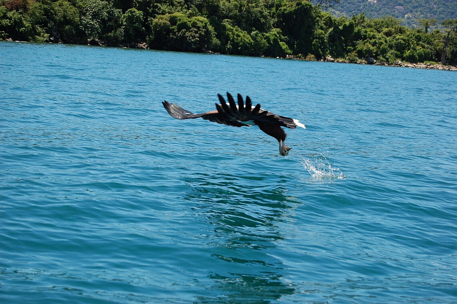 An African fish eagle swooping to catch a fish on the water in Malawi