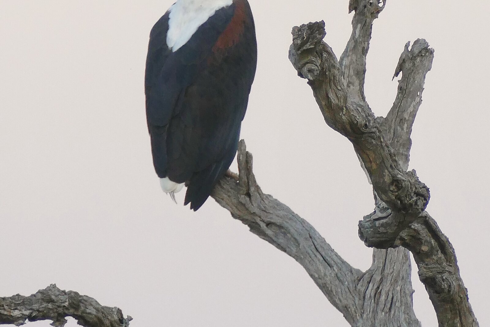 African fish eagle on the Zambezi River in Mana Pools