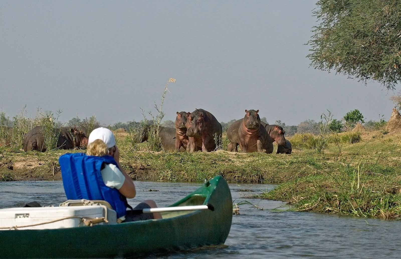 Guests canoeing the Zambezi River past hippos at Mana Pools