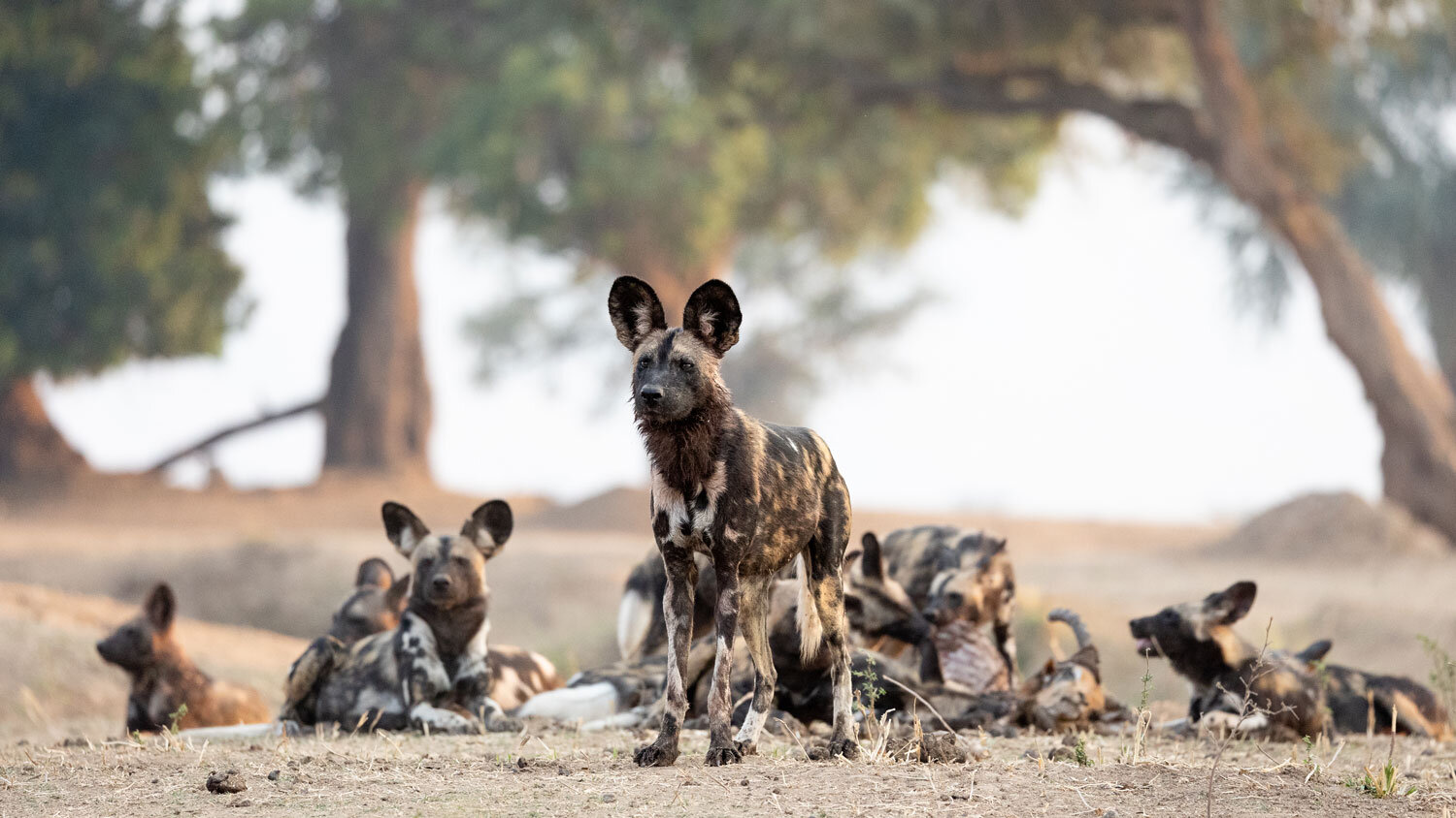 Guests on a guided walking safari through the Mana Pools forest