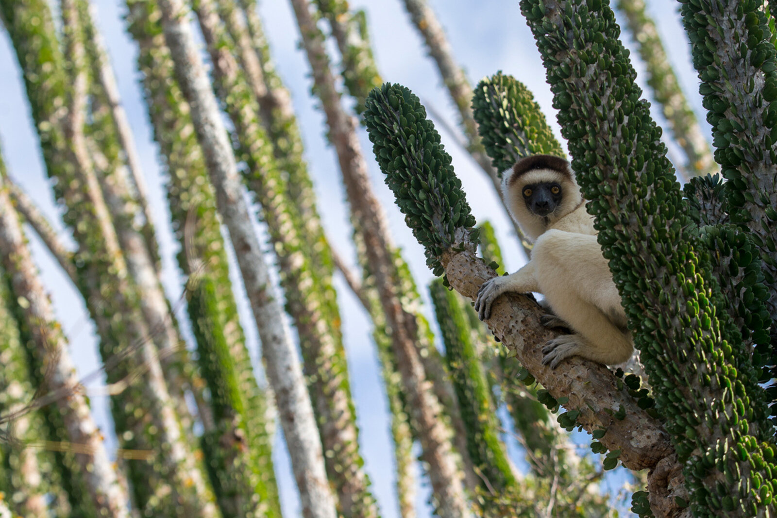 A Verreaux's sifaka in the spiny forest near Mandrare River Camp