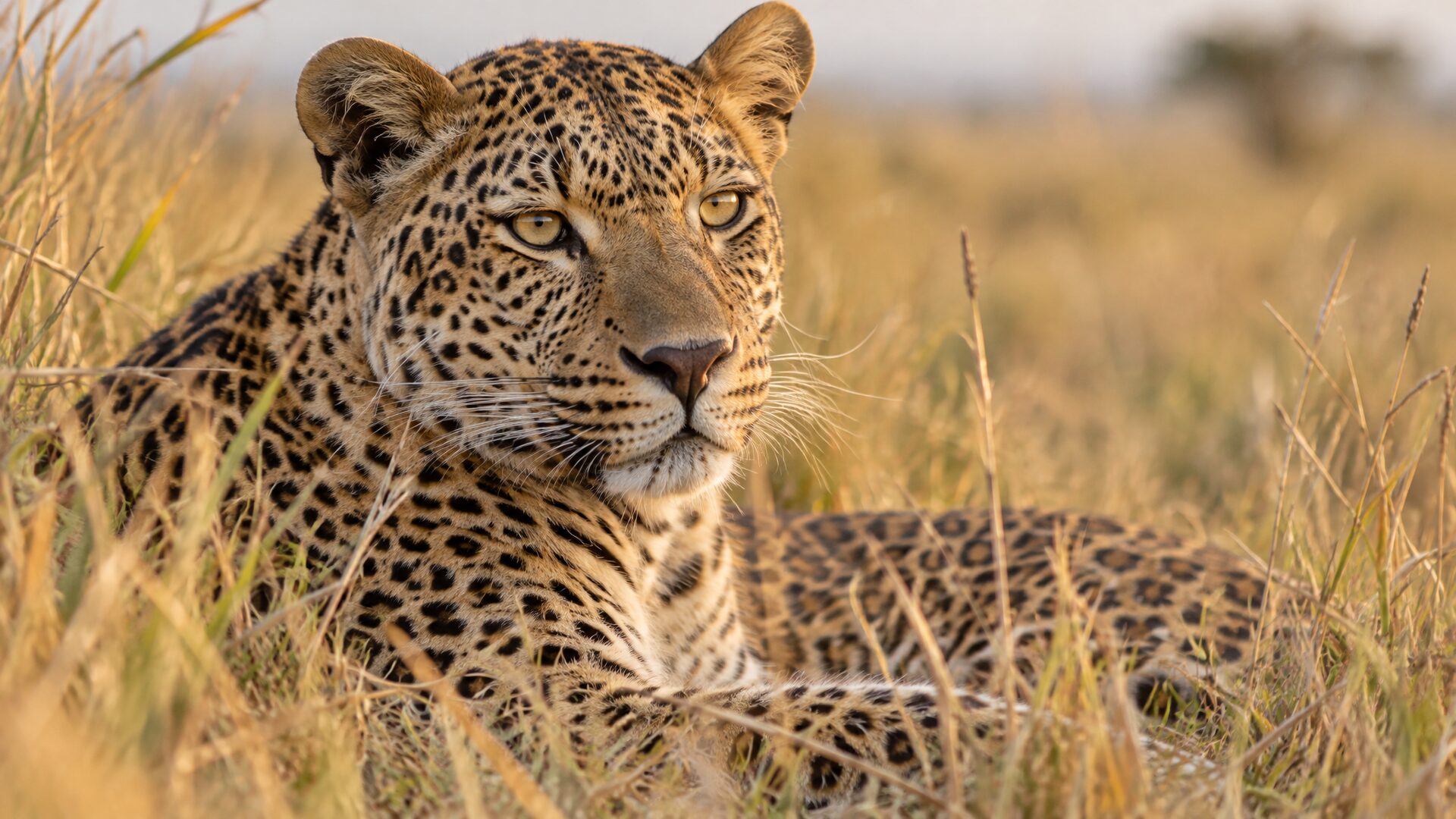 Leopard in the Naboisho Conservancy near Mara Nyika Camp